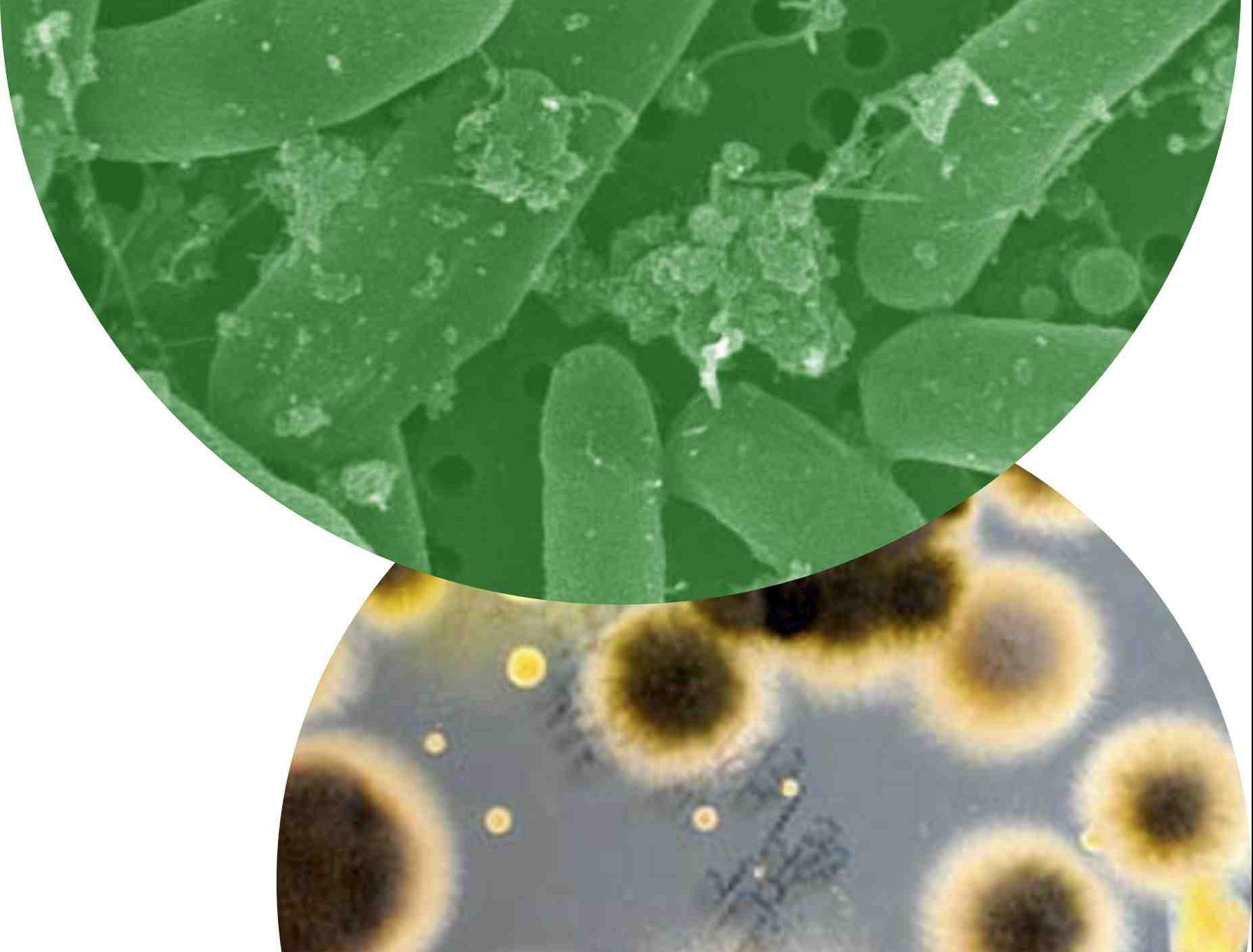 Diesel Bug Tankbusters